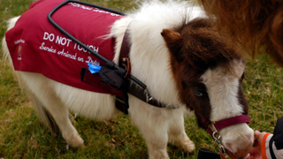 Thankfully, You Can Still Bring Your Miniature Horse on a Southwest Flight
